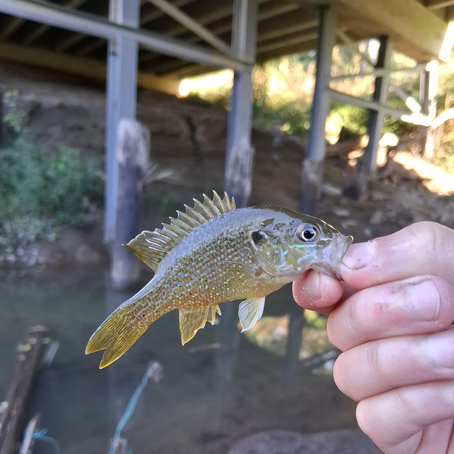 Green sunfish caught on Fishbrain