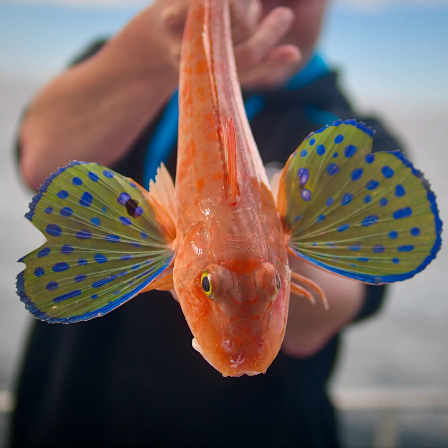 The most recent Flying gurnard catches on Fishbrain