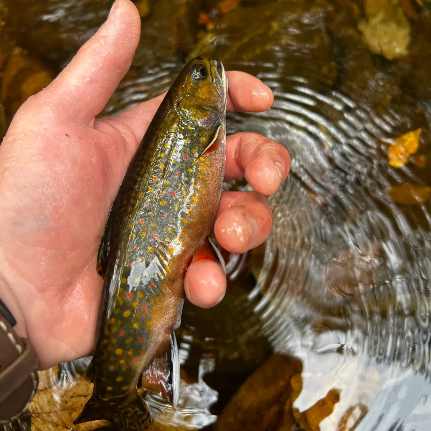 Brook trout caught on Fishbrain
