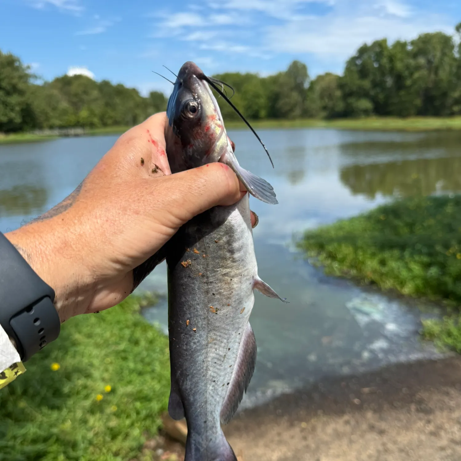 Fish caught on Fishbrain