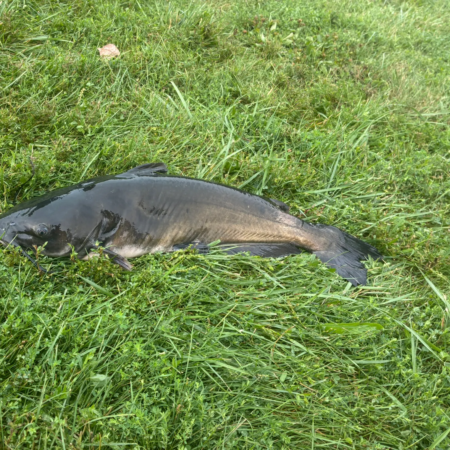 Fish caught on Fishbrain