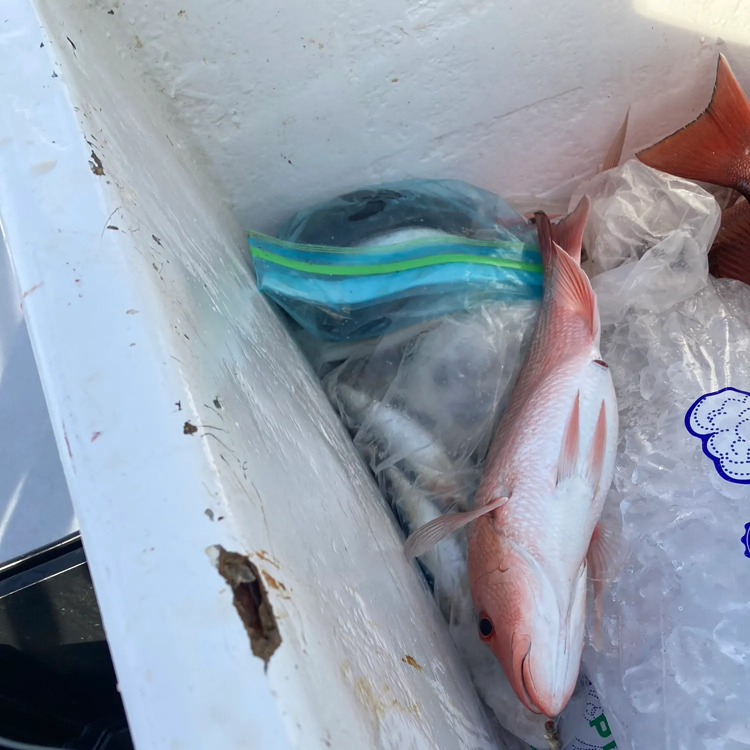 The most recent Northern red snapper catches on Fishbrain