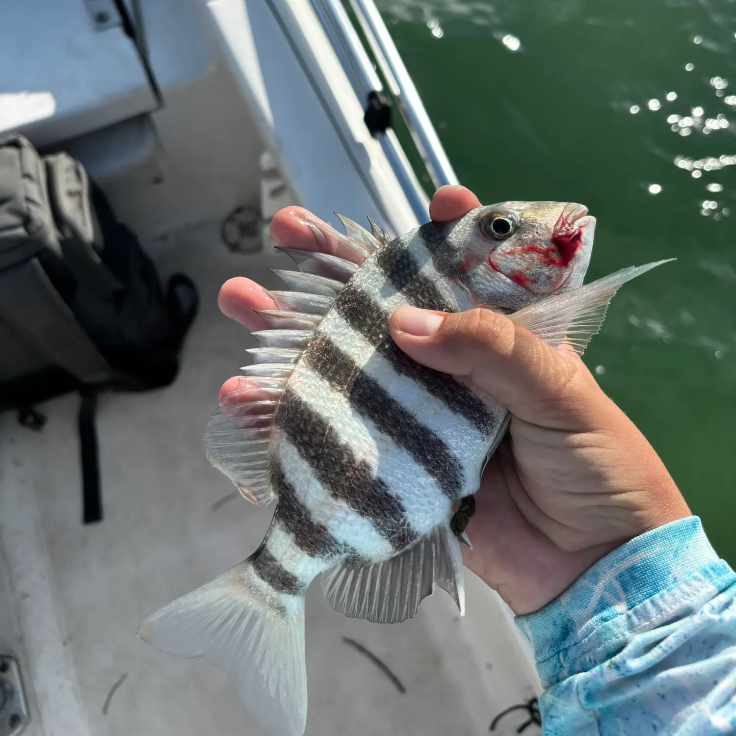 Sheepshead caught on Fishbrain