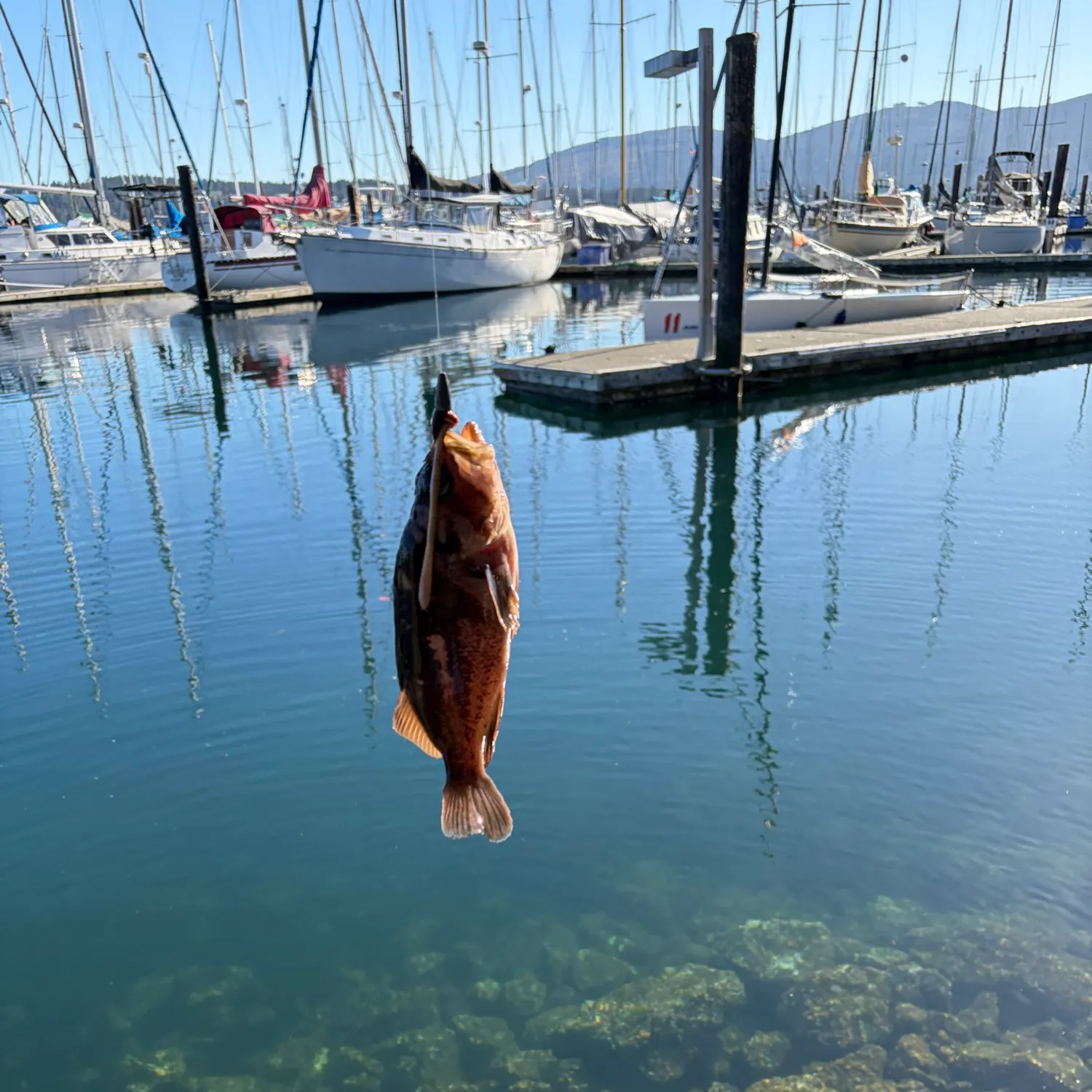 Copper rockfish caught on Fishbrain
