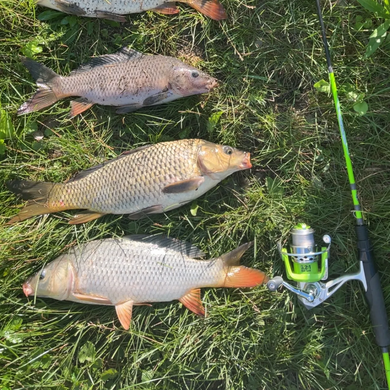 recently logged catches