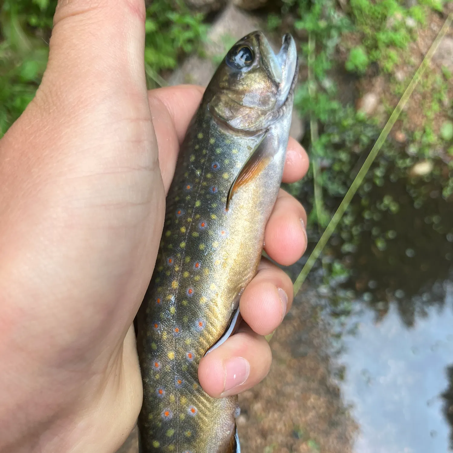 Brook trout caught on Fishbrain