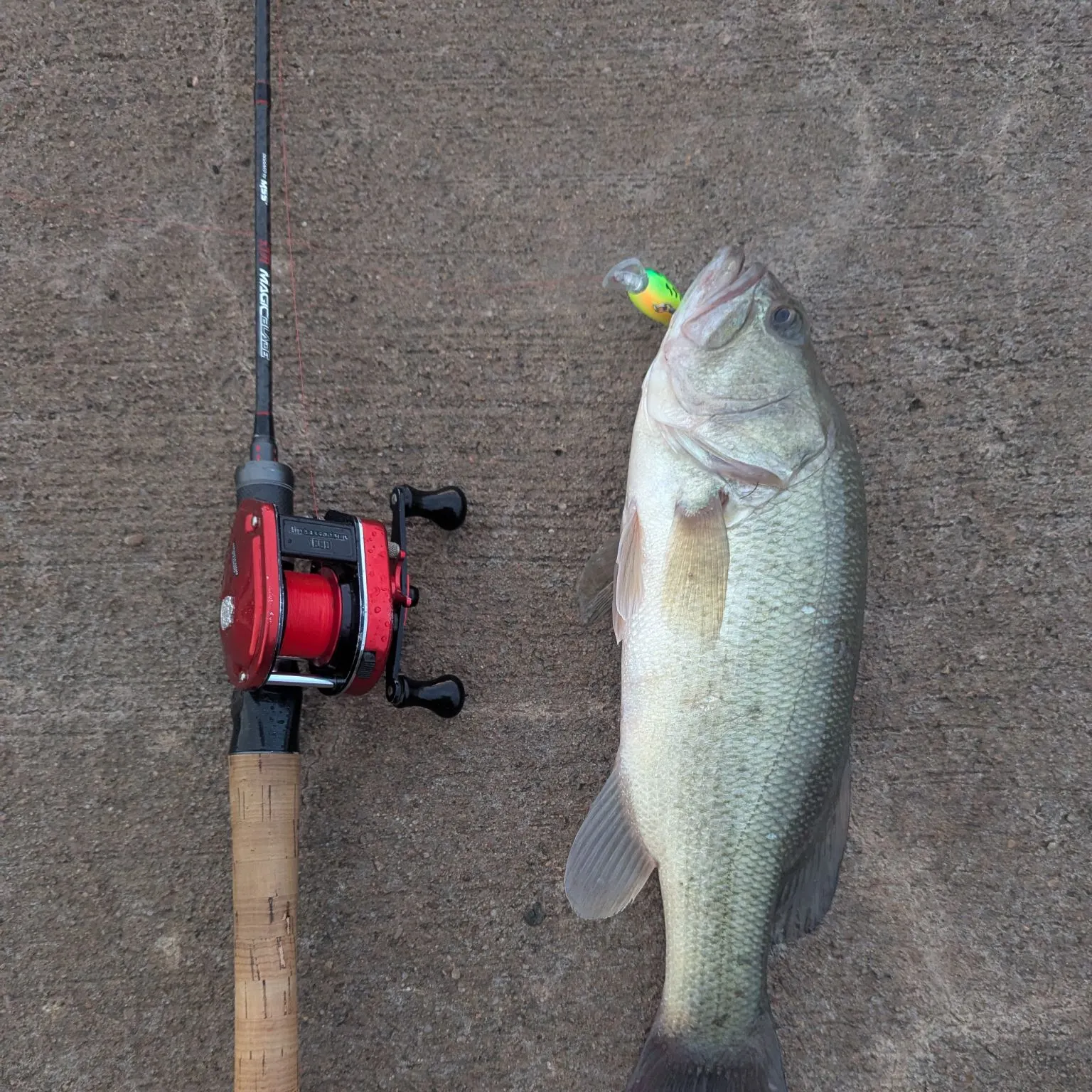 Largemouth bass caught on Fishbrain