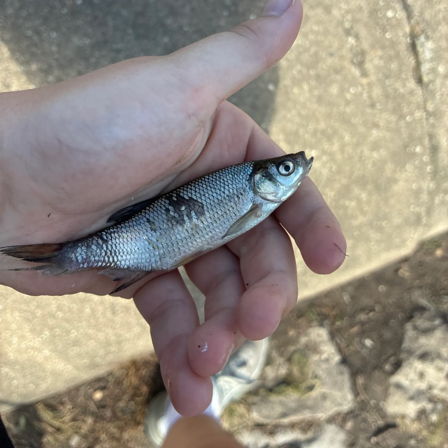 Fish caught on Fishbrain
