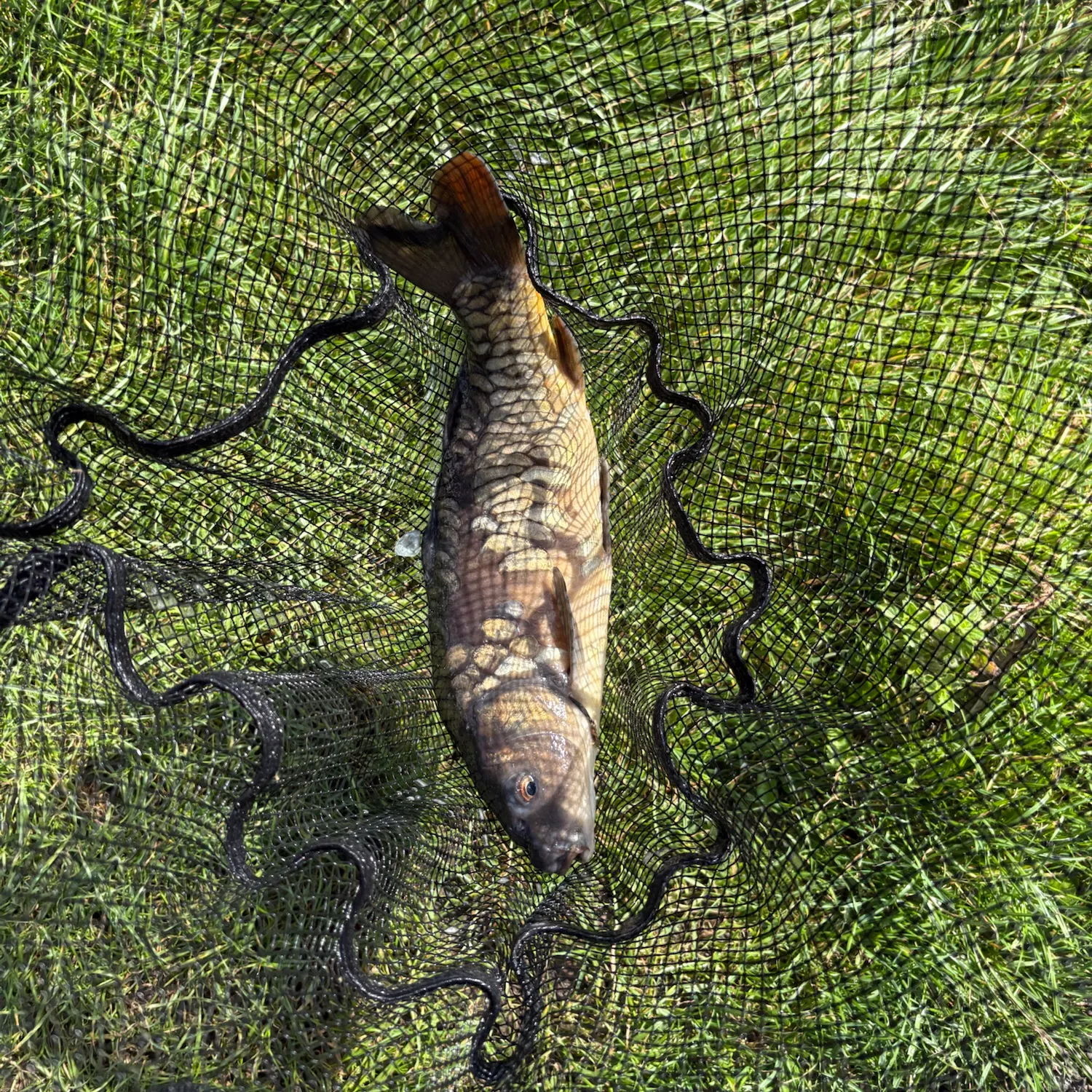 Leather carp caught on Fishbrain