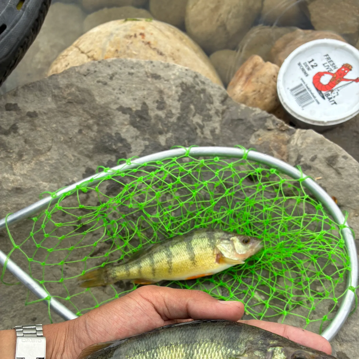 Yellow perch caught on Fishbrain