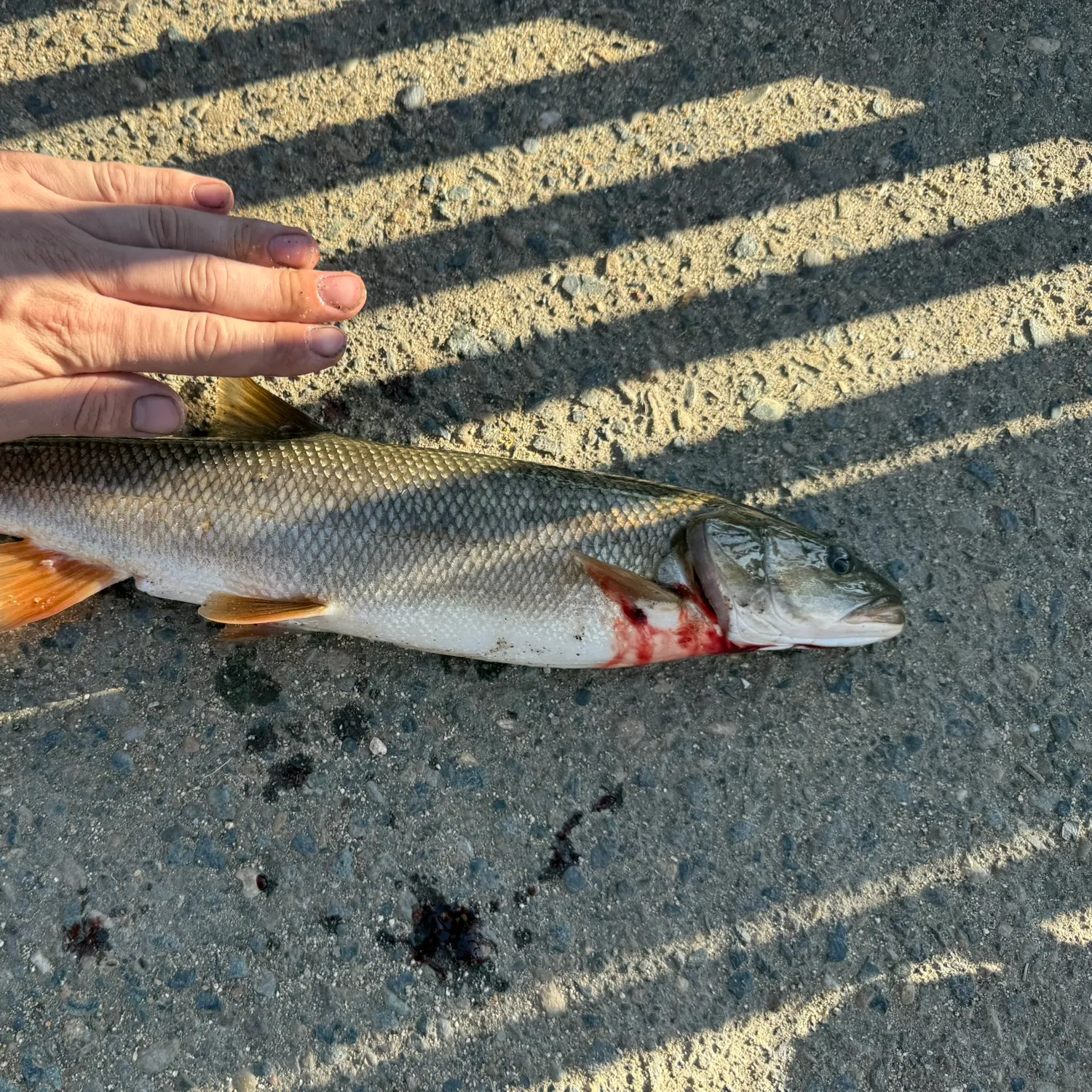 catch