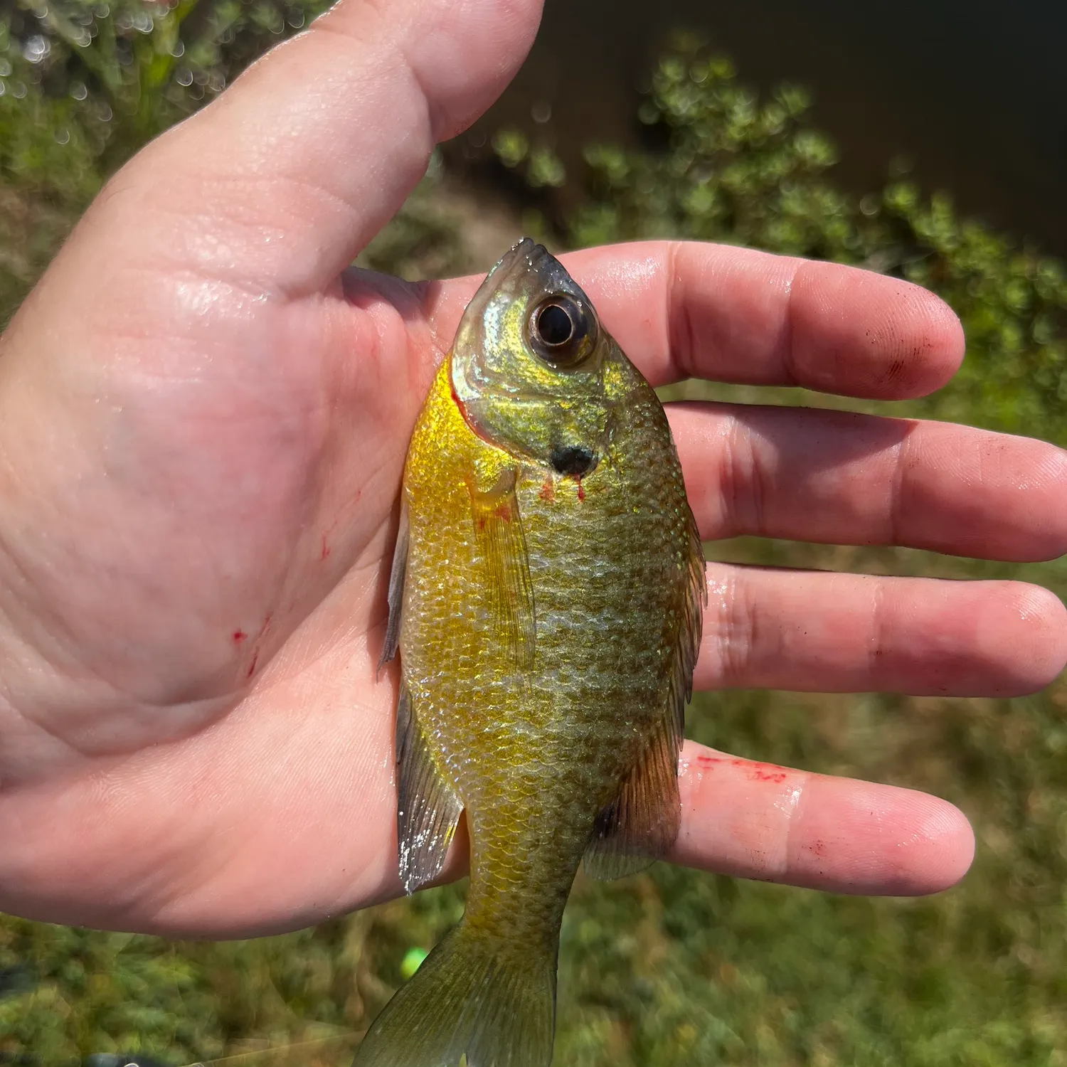 catch