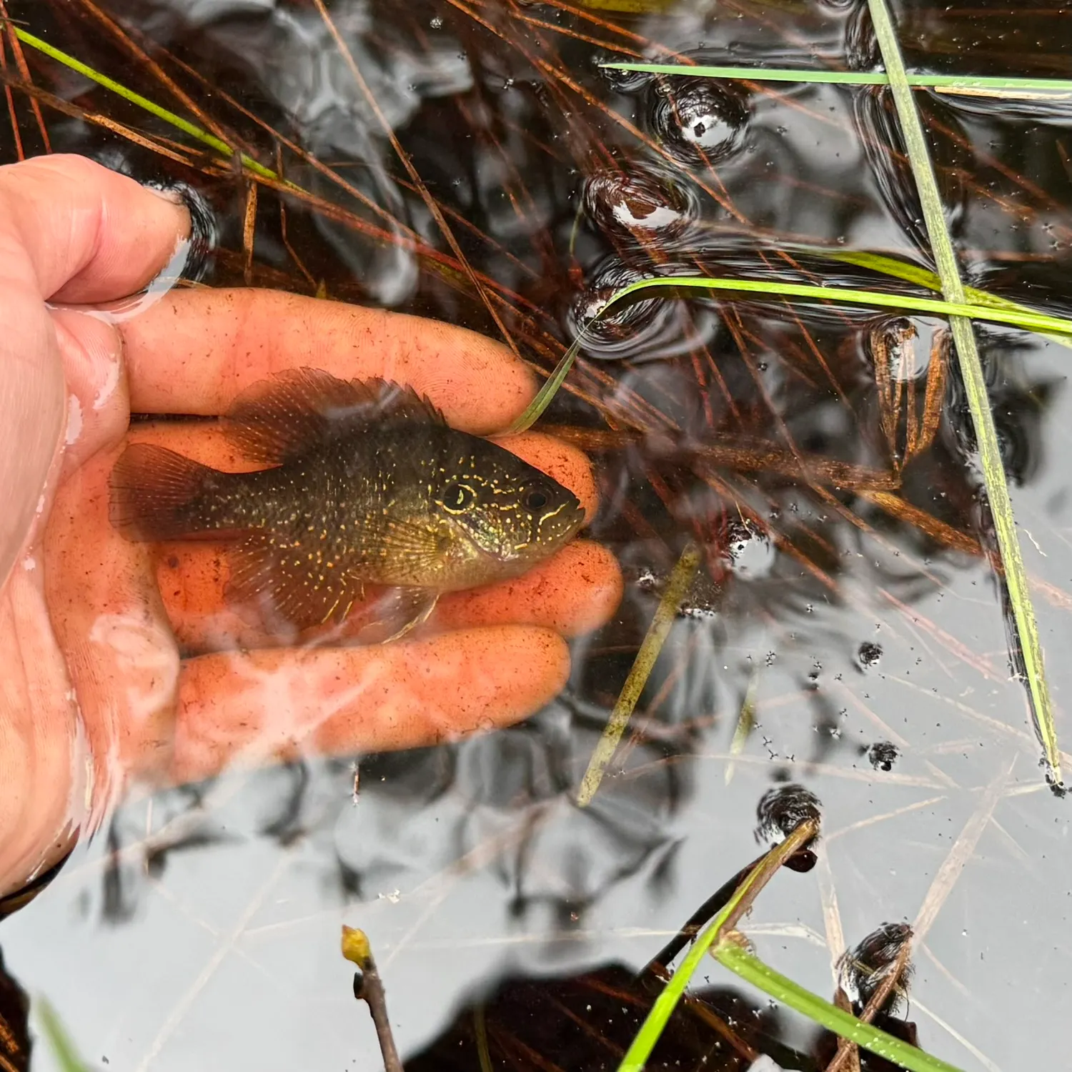 The most recent Banded sunfish catches on Fishbrain