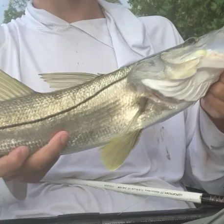 Common snook caught on Fishbrain