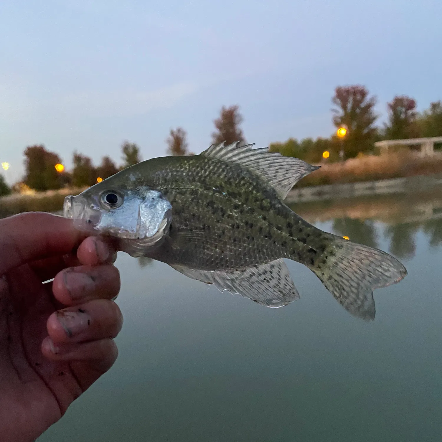 Black crappie caught on Fishbrain