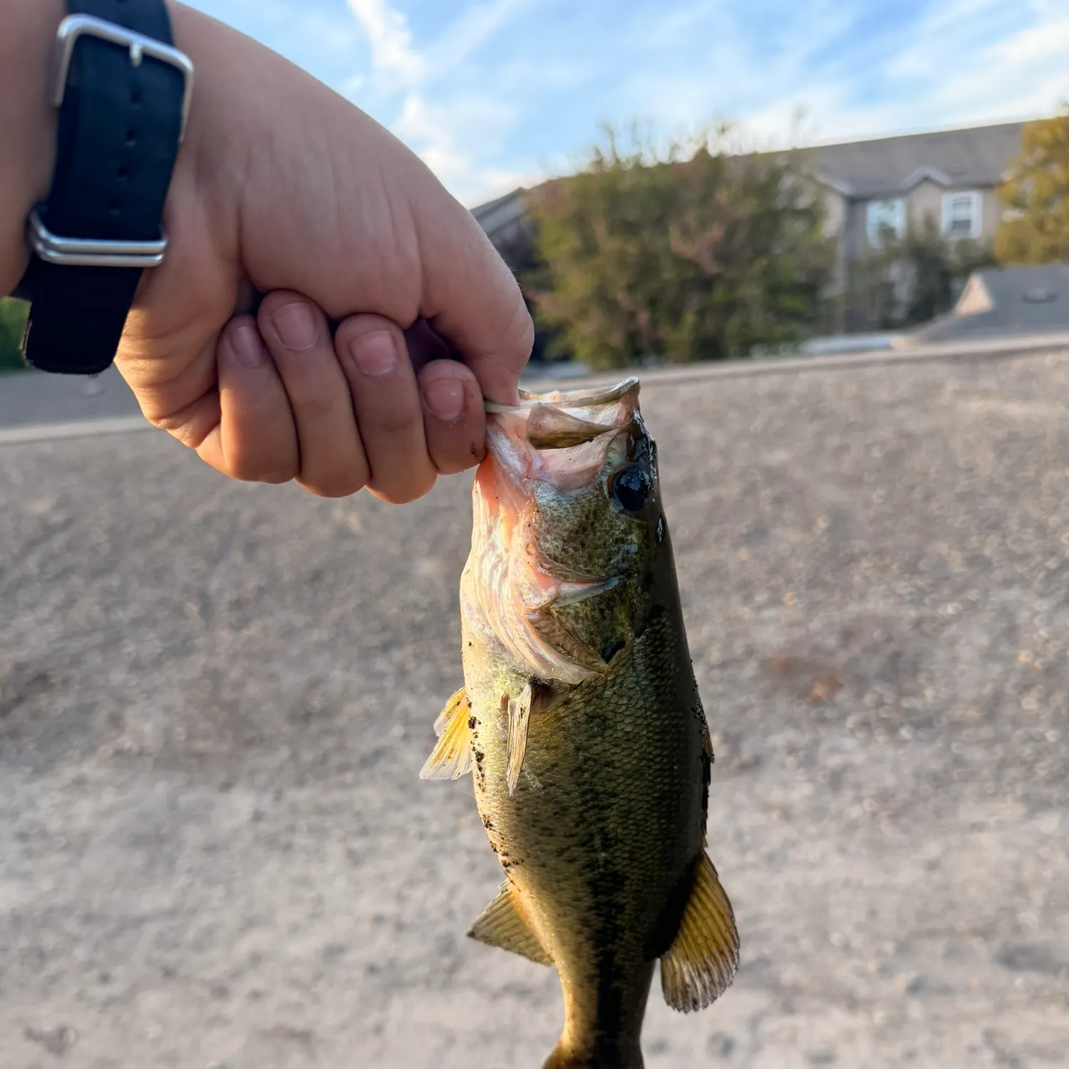 Largemouth bass caught on Fishbrain