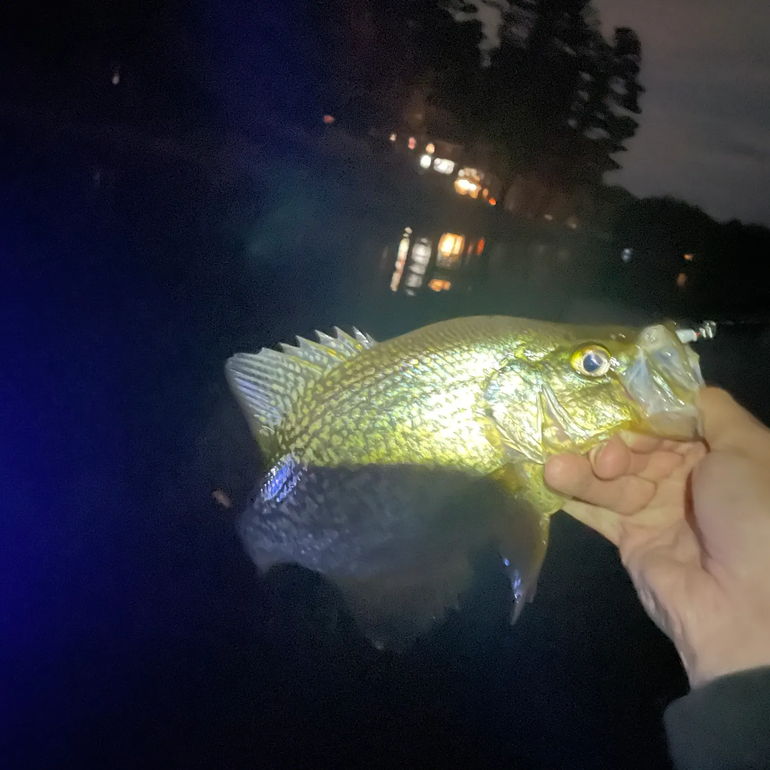 Black crappie caught on Fishbrain