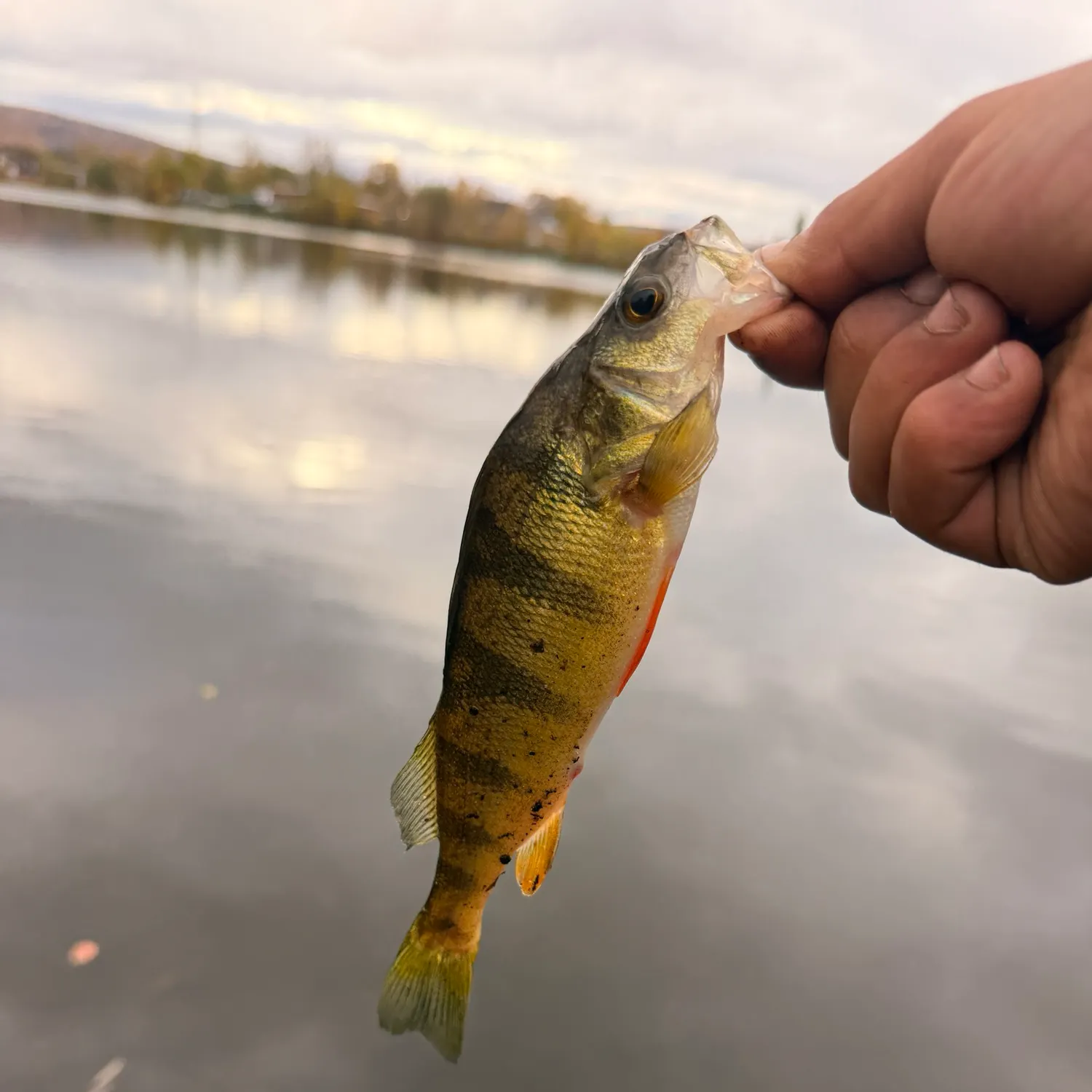 Yellow perch caught on Fishbrain