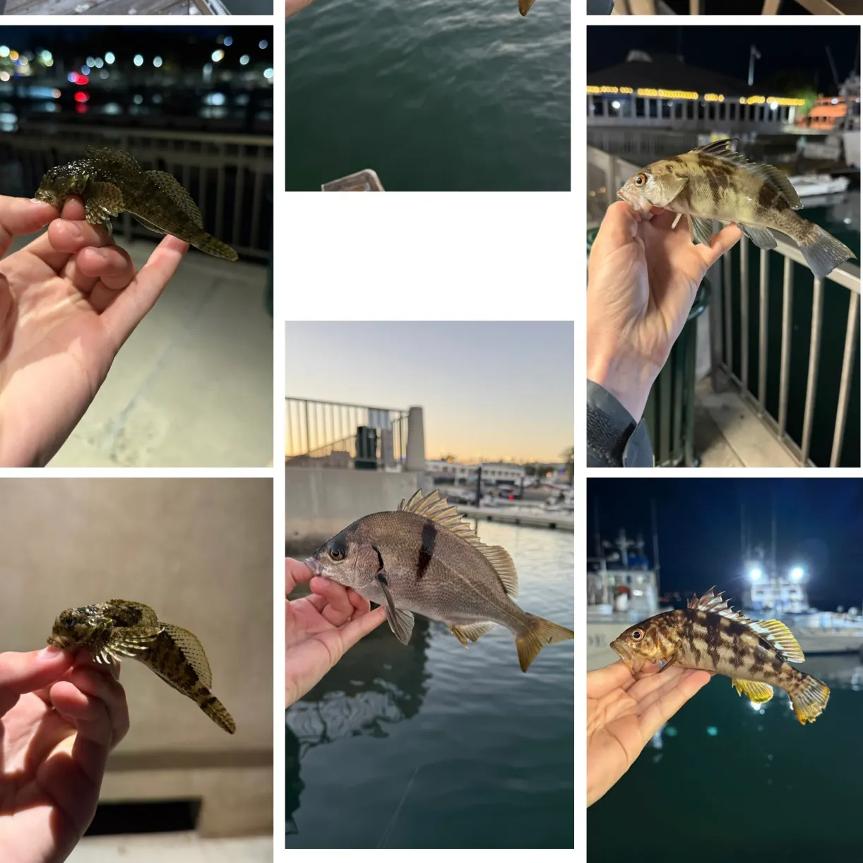 recently logged catches