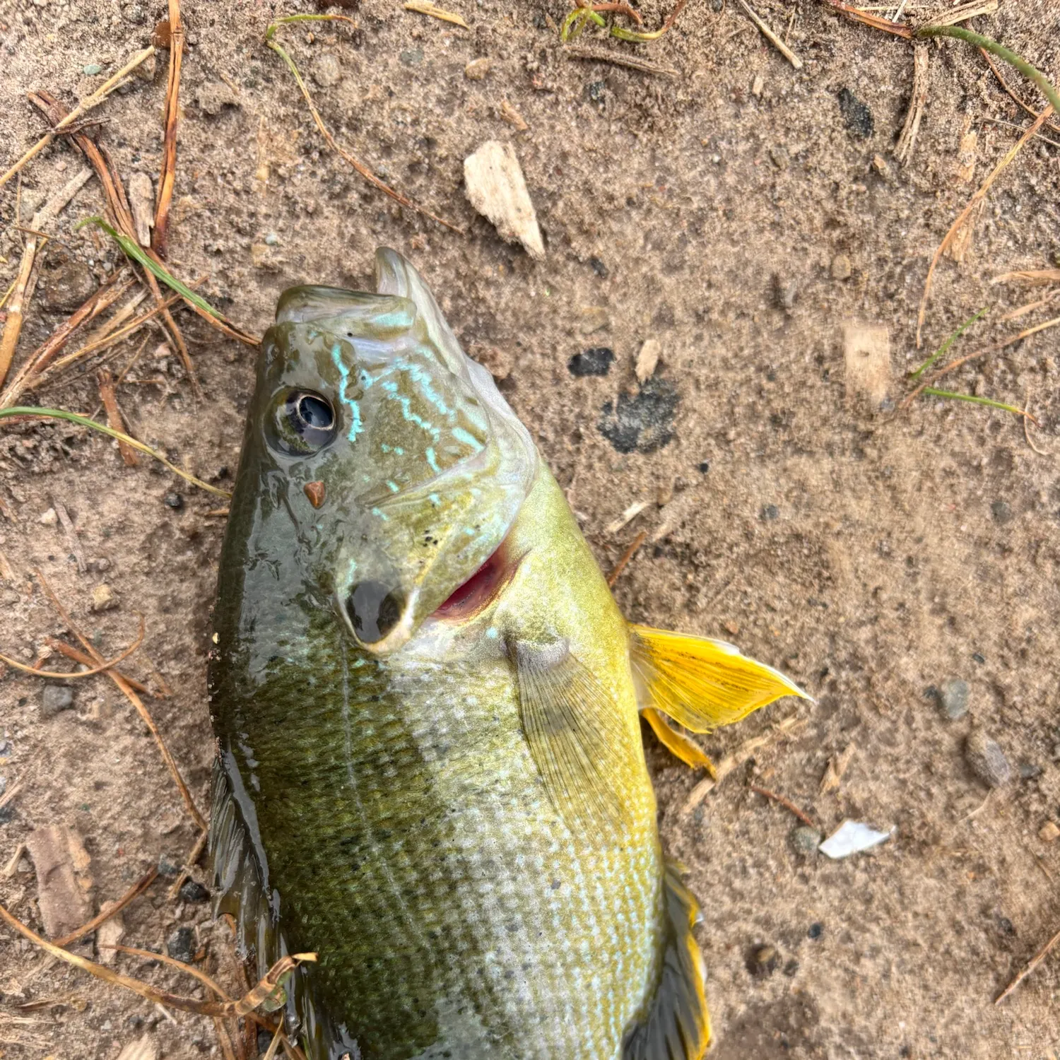 Green sunfish caught on Fishbrain
