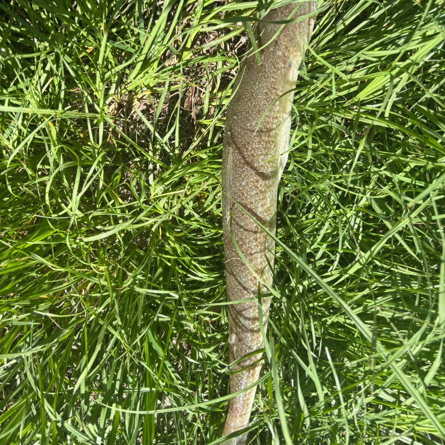Inshore lizardfish caught on Fishbrain
