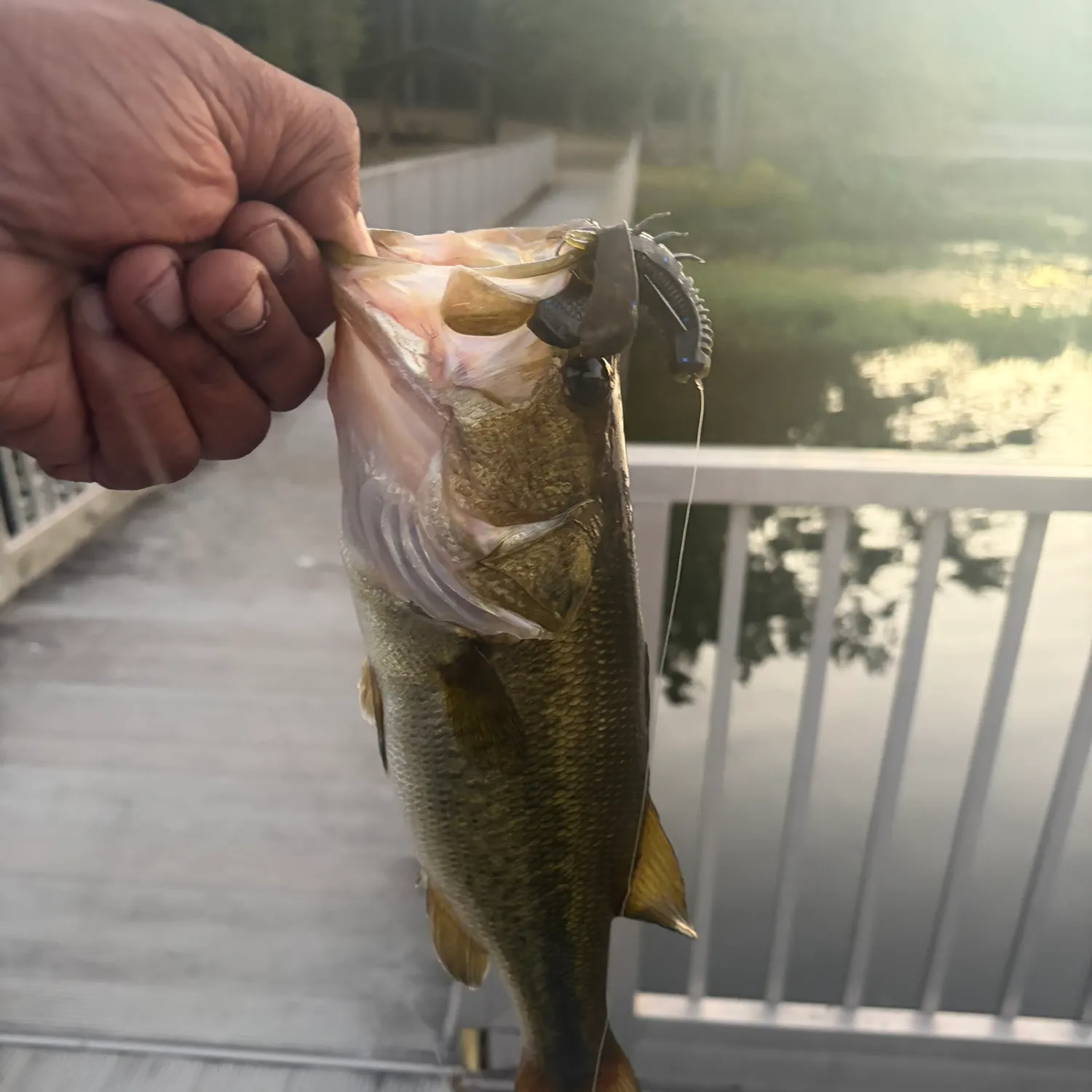 Largemouth bass caught on Fishbrain