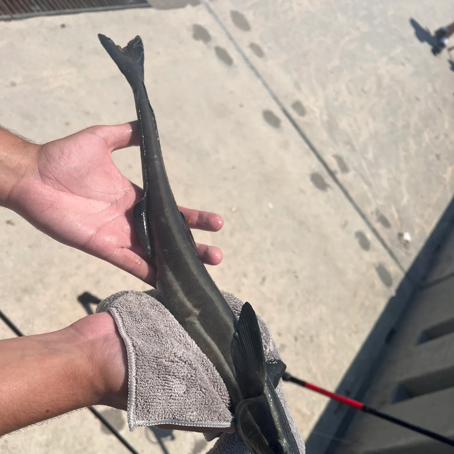 The most recent Live sharksucker catches on Fishbrain