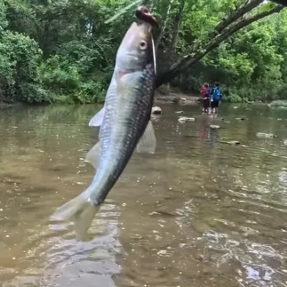 The most recent Striped shiner catches on Fishbrain