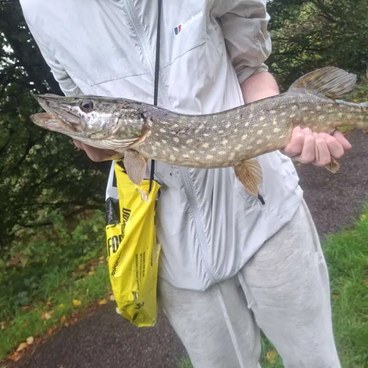 Fish caught on Fishbrain