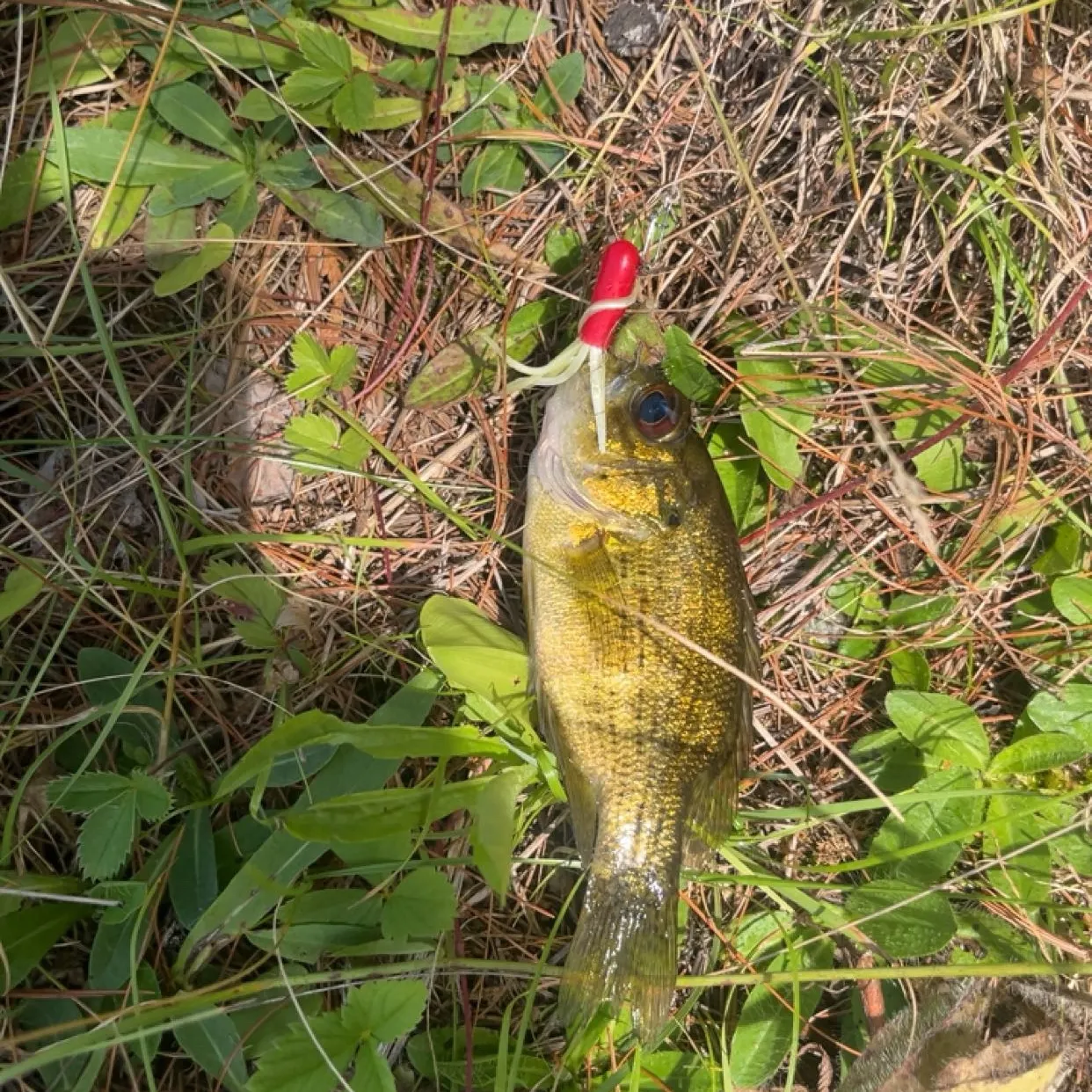 Rock bass caught on Fishbrain