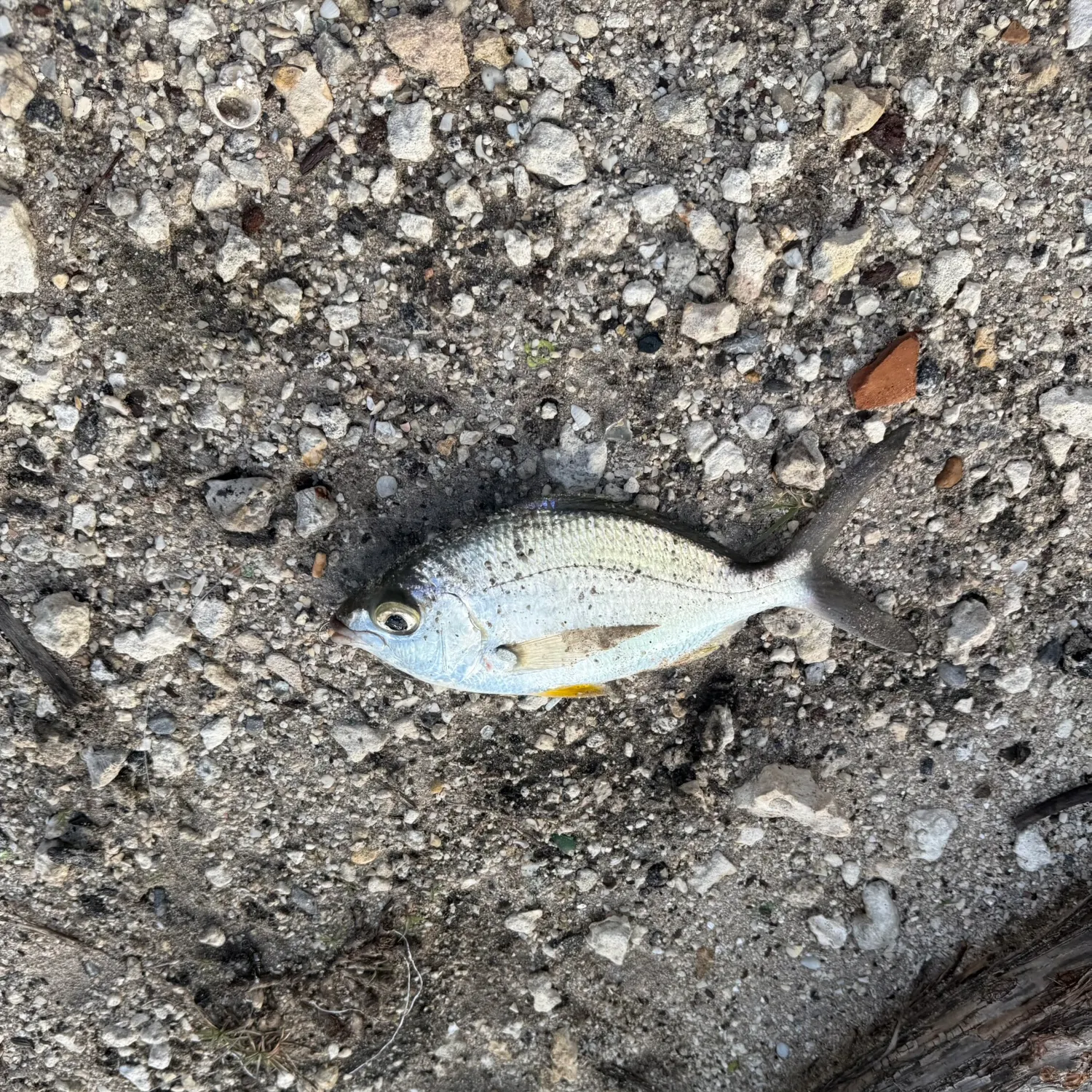 The most recent Striped mojarra catches on Fishbrain