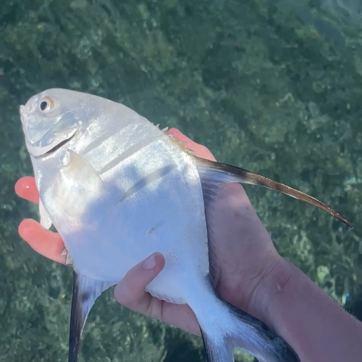 The most popular recent Palometa catch on Fishbrain