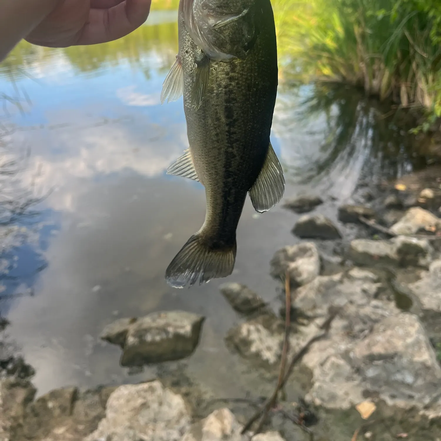 Largemouth bass caught on Fishbrain