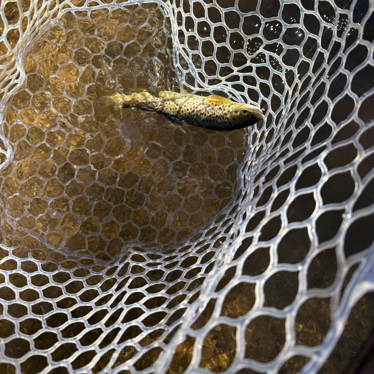 Brown trout caught on Fishbrain