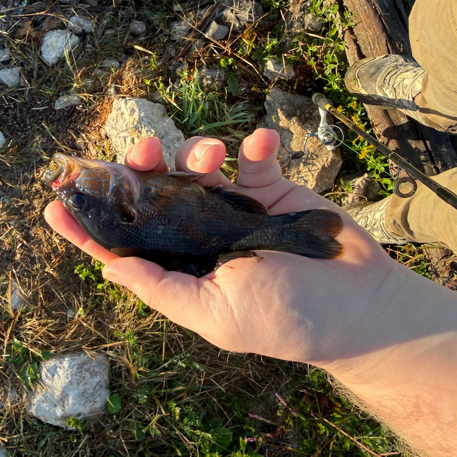 Green sunfish caught on Fishbrain