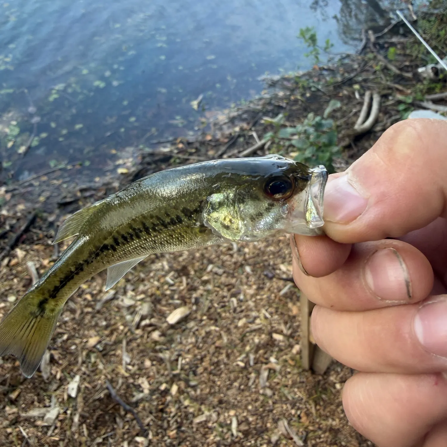 Fish caught on Fishbrain