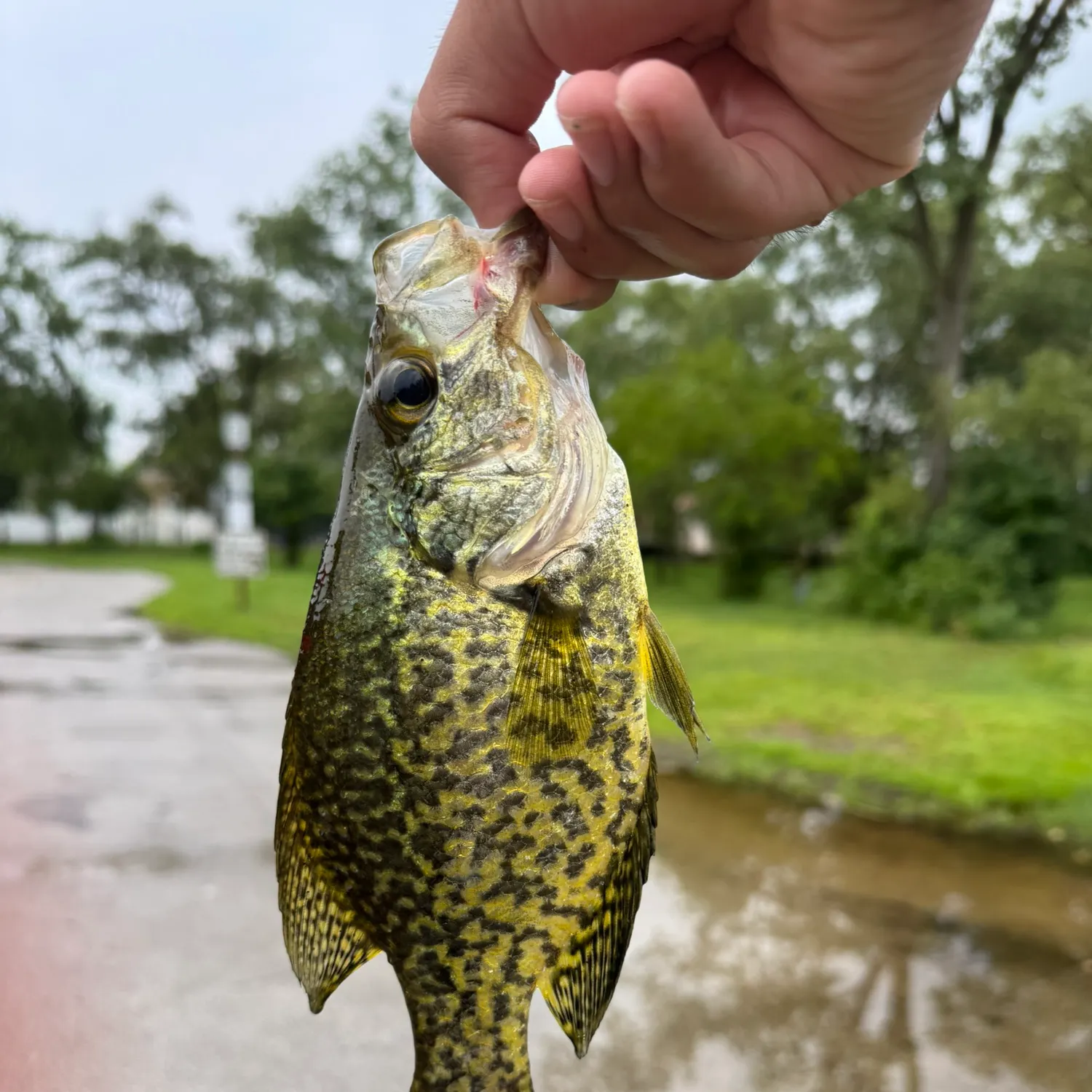 catch