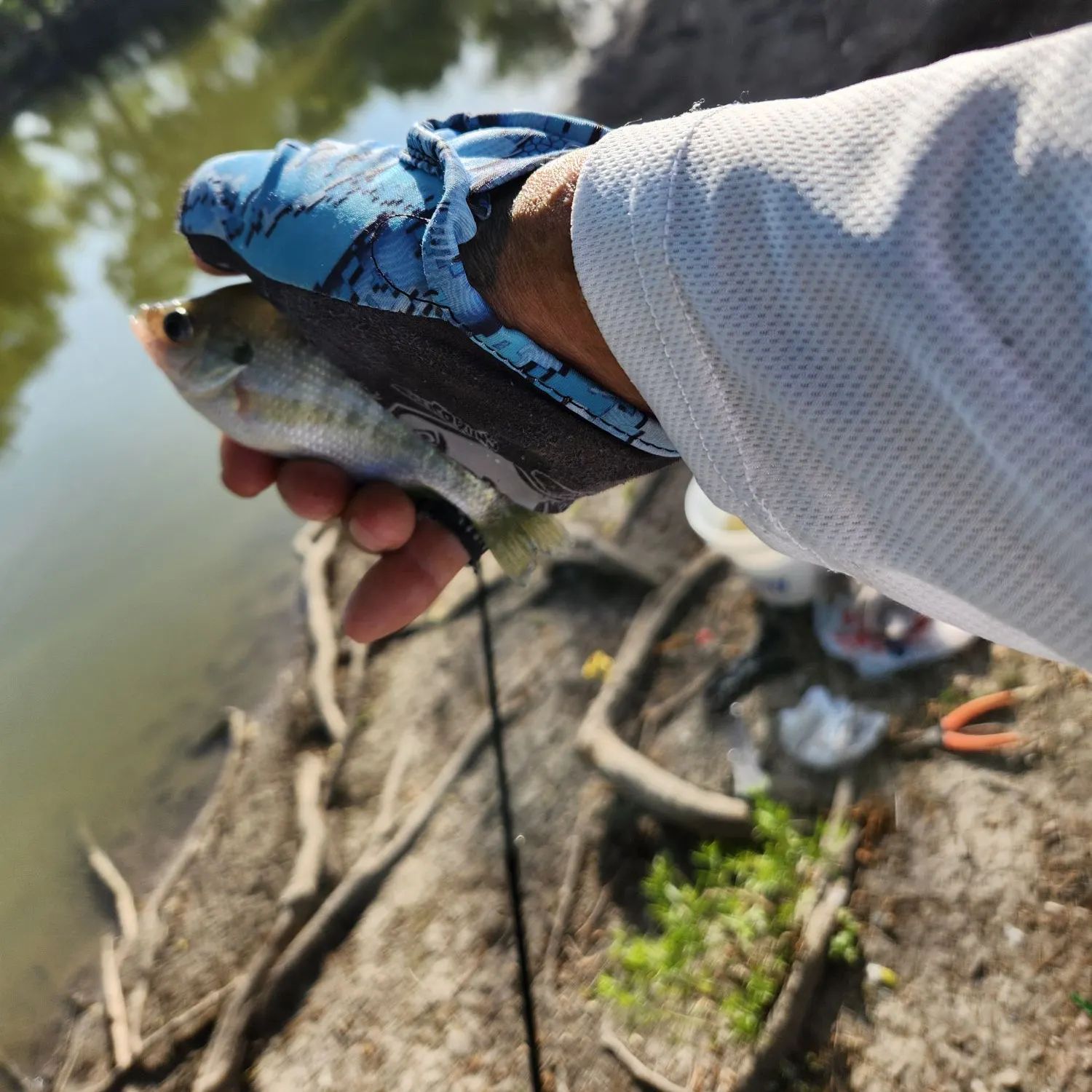 Spotted bass caught on Fishbrain