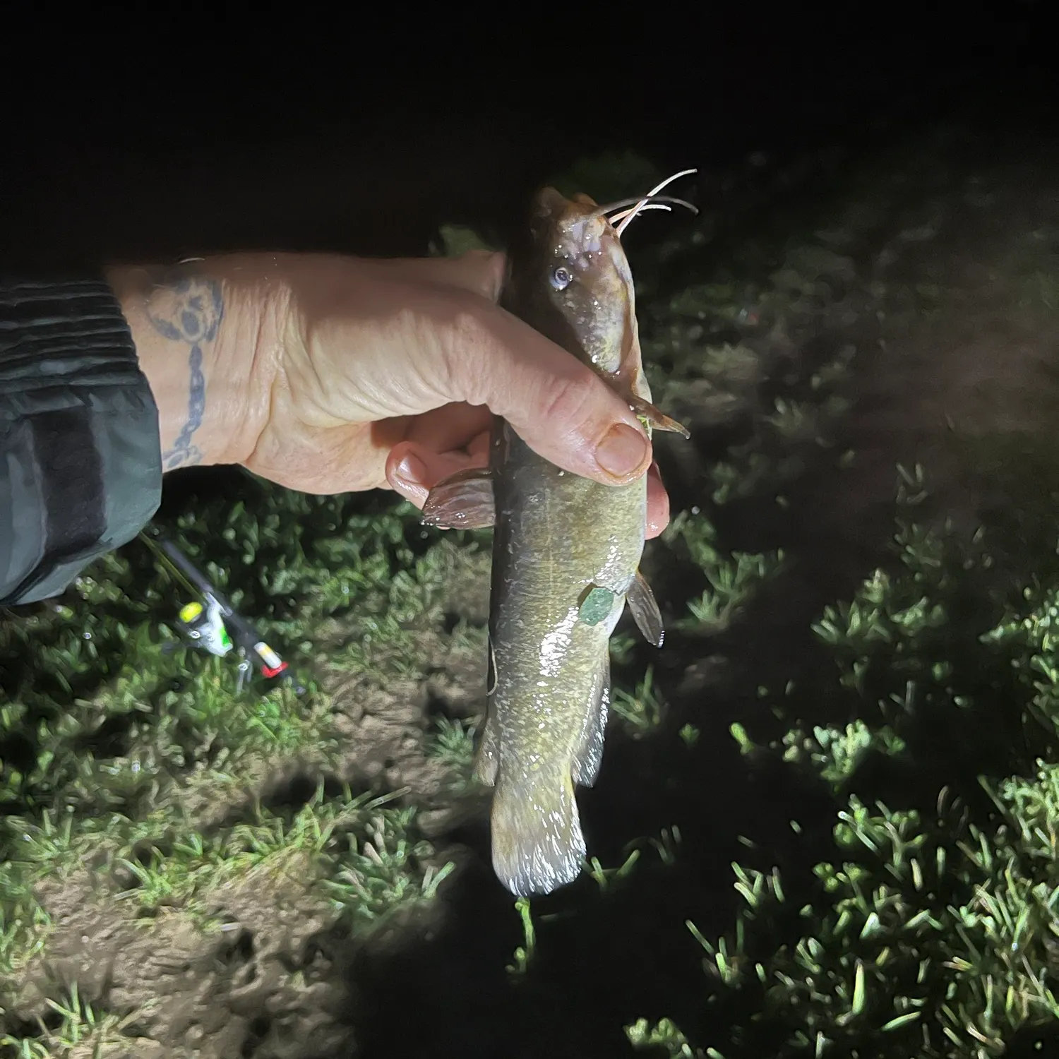 Yellow bullhead caught on Fishbrain