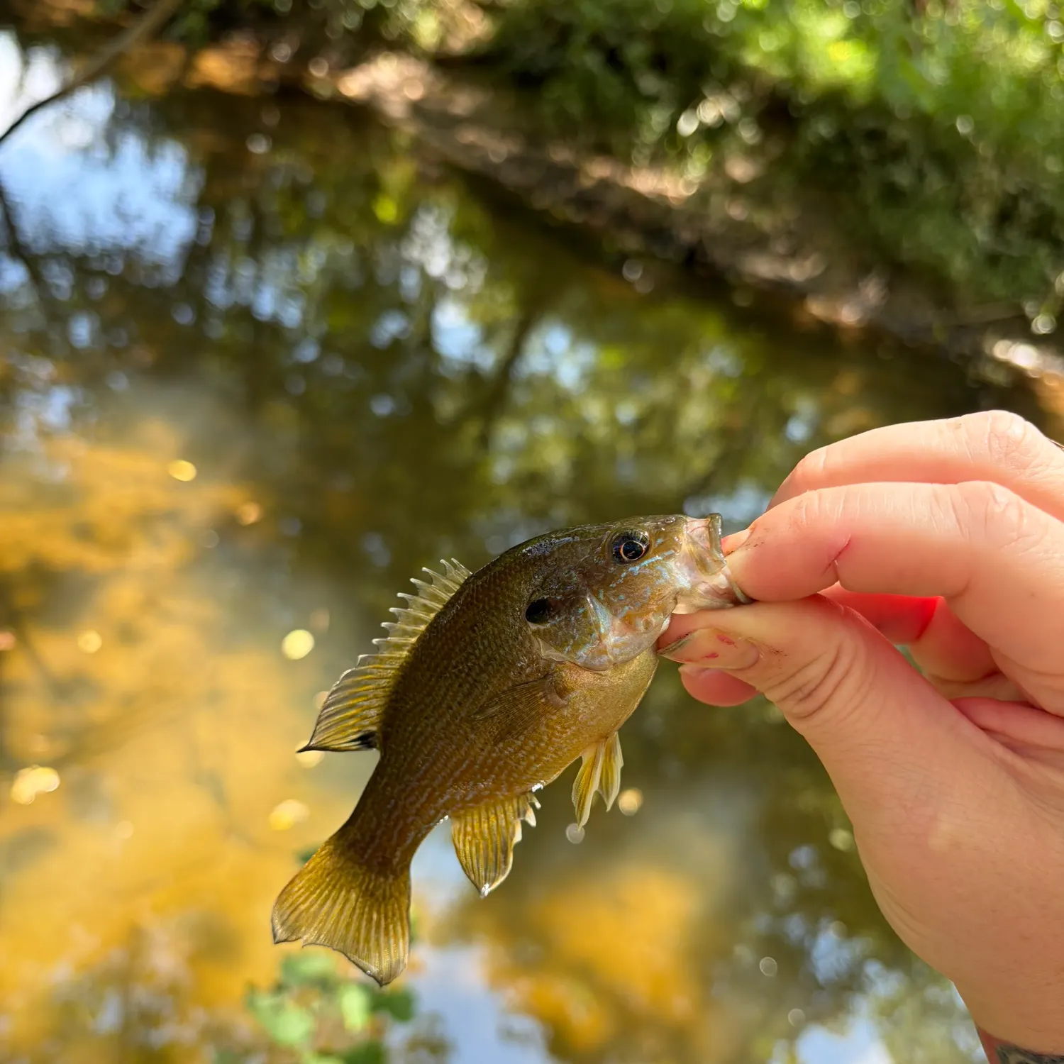 Green sunfish caught on Fishbrain