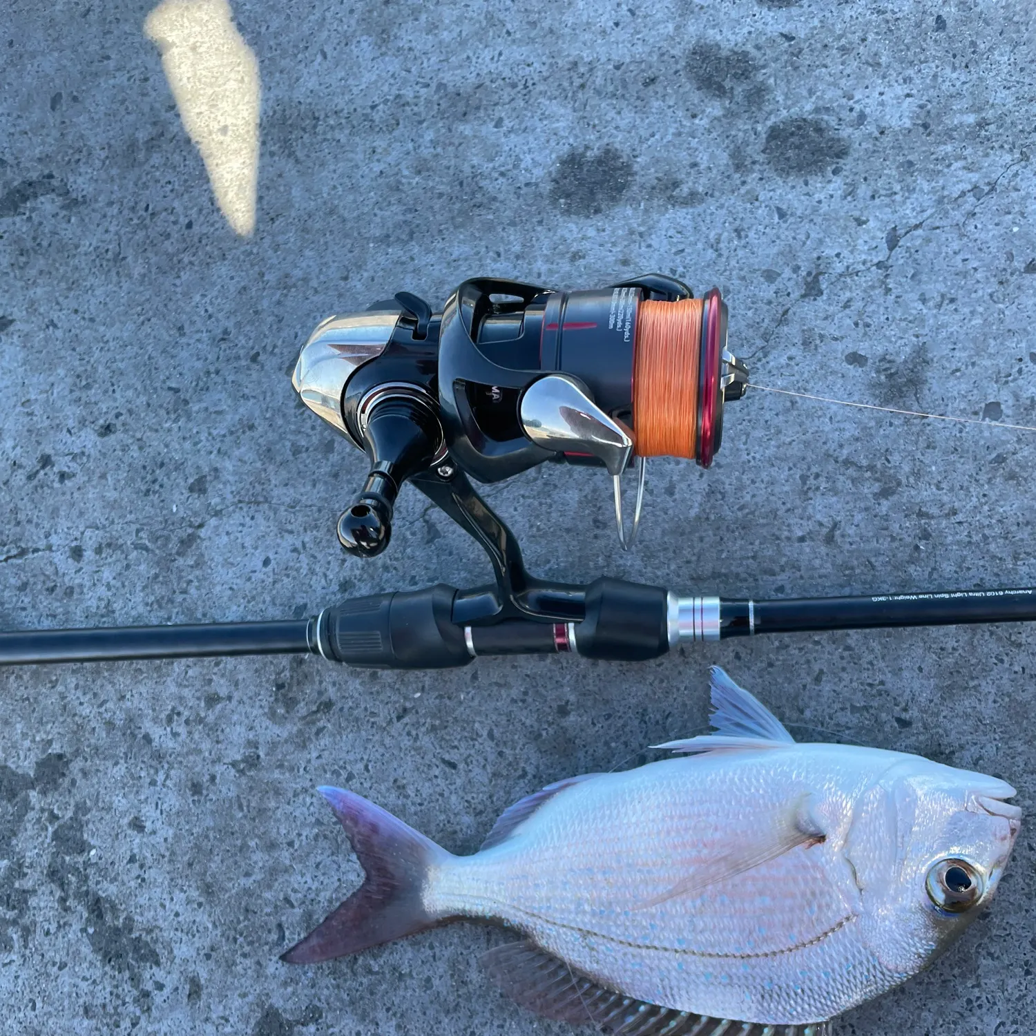 Australasian snapper caught on Fishbrain