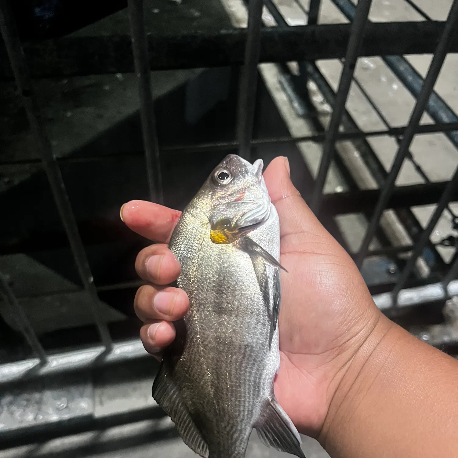 The most recent Black croaker catches on Fishbrain