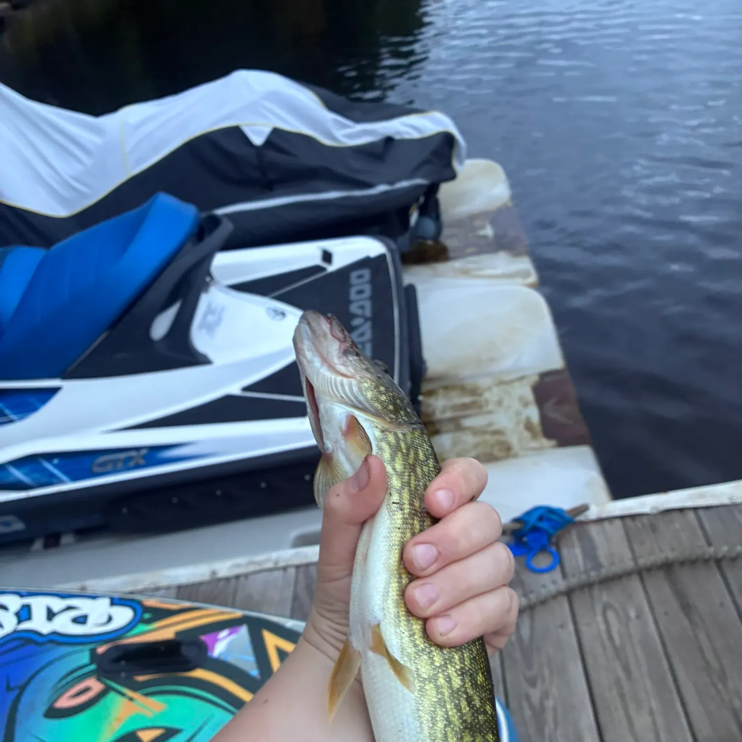 Chain pickerel caught on Fishbrain