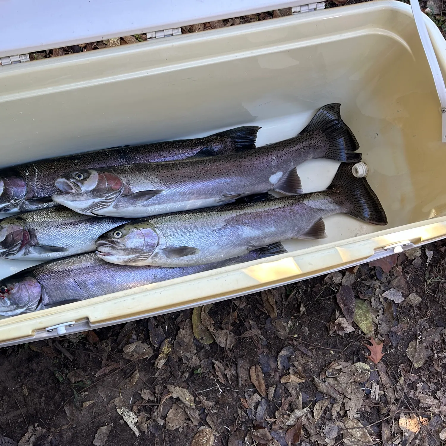 Steelhead caught on Fishbrain