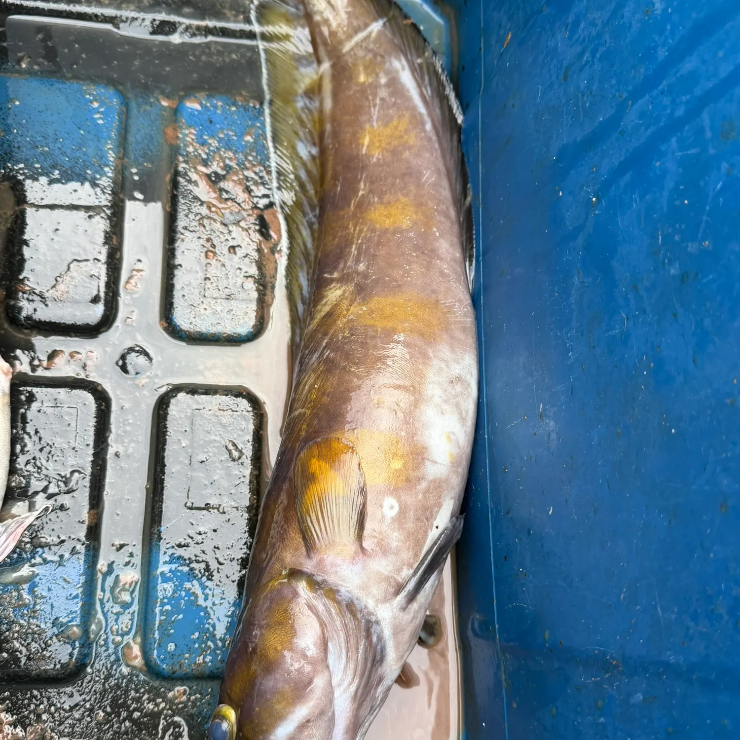 The most recent Tusk catches on Fishbrain