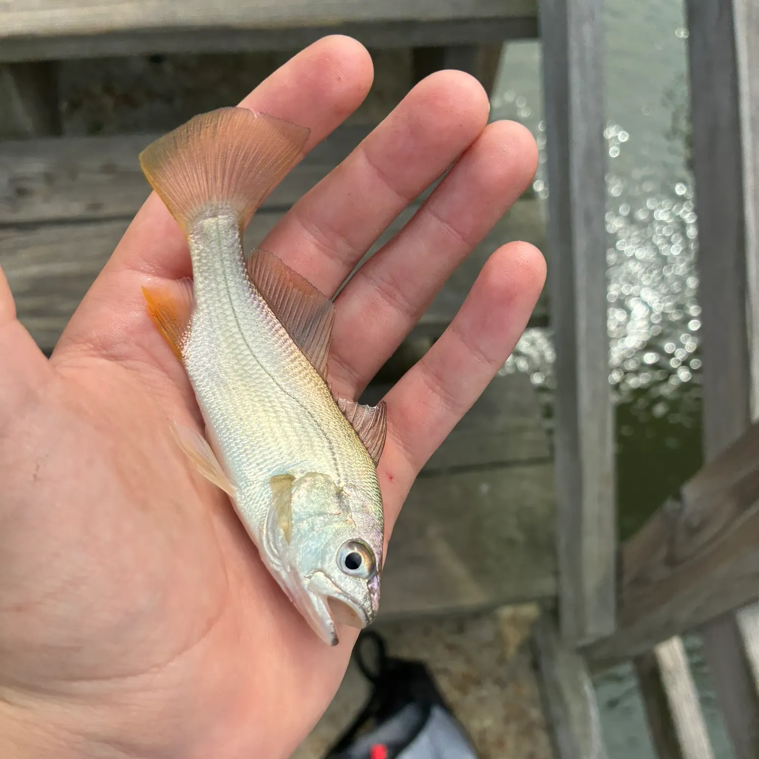 Spotfin croaker caught on Fishbrain