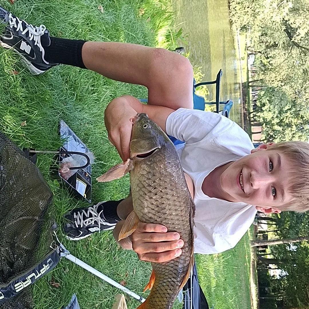 Common carp caught on Fishbrain