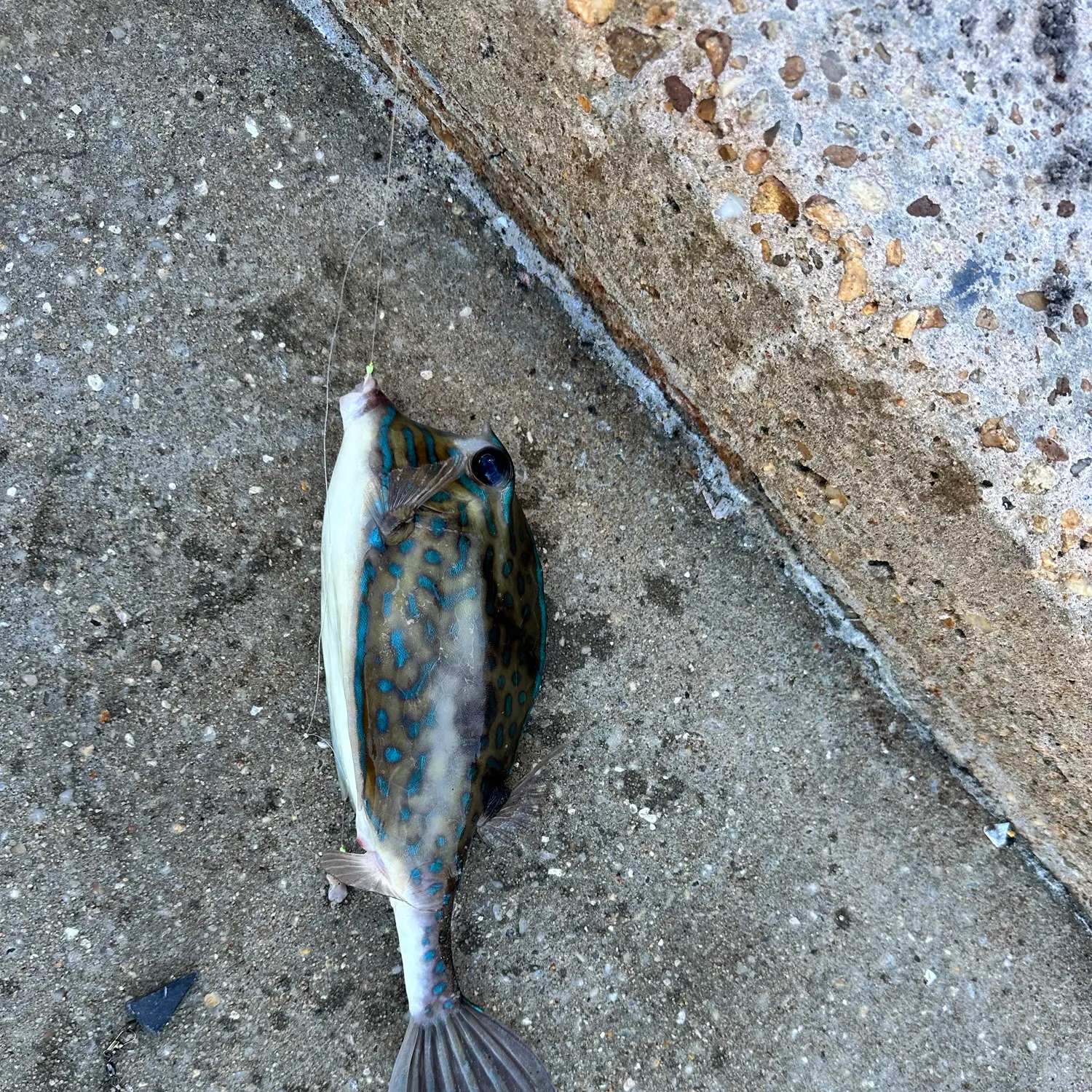Scrawled cowfish caught on Fishbrain