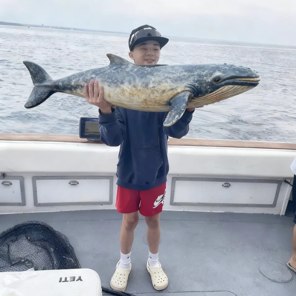 The most recent Whale shark catches on Fishbrain