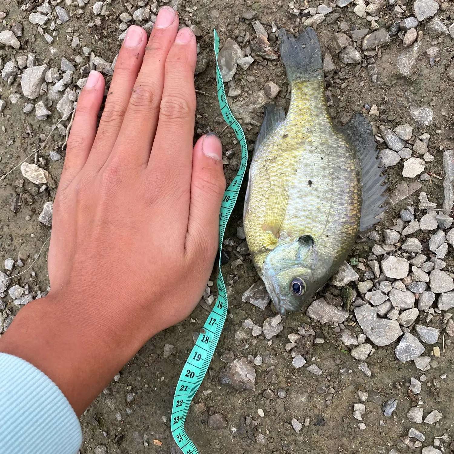 Bluegill caught on Fishbrain